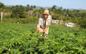 Las enseñanzas de "el cojo" Agricultura ecológica en Escambray