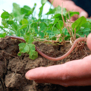 La agricultura ecológica puede satisfacer la demanda mundial de alimentos