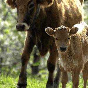 Andalucía prepara una plan para el fomento de ganadería extensiva ecológica y venta de productos