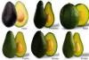 Aguacate