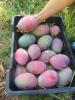Mangos